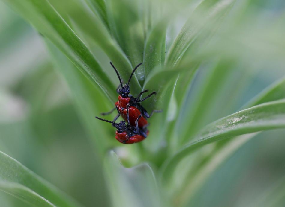 Insecta Red Pair