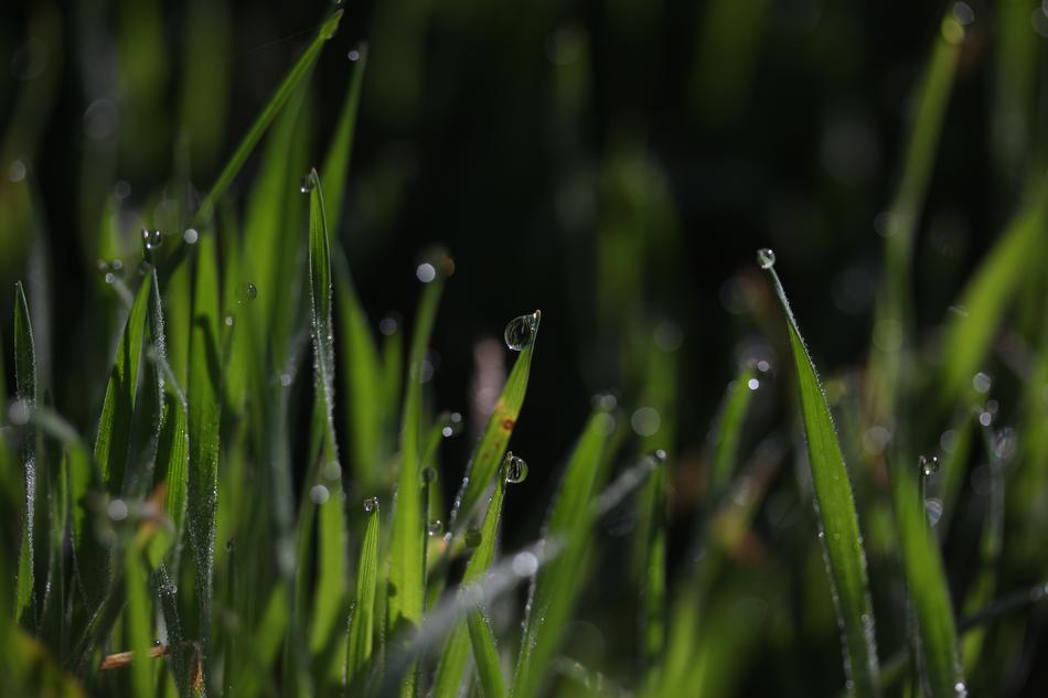 Grass Dew Green