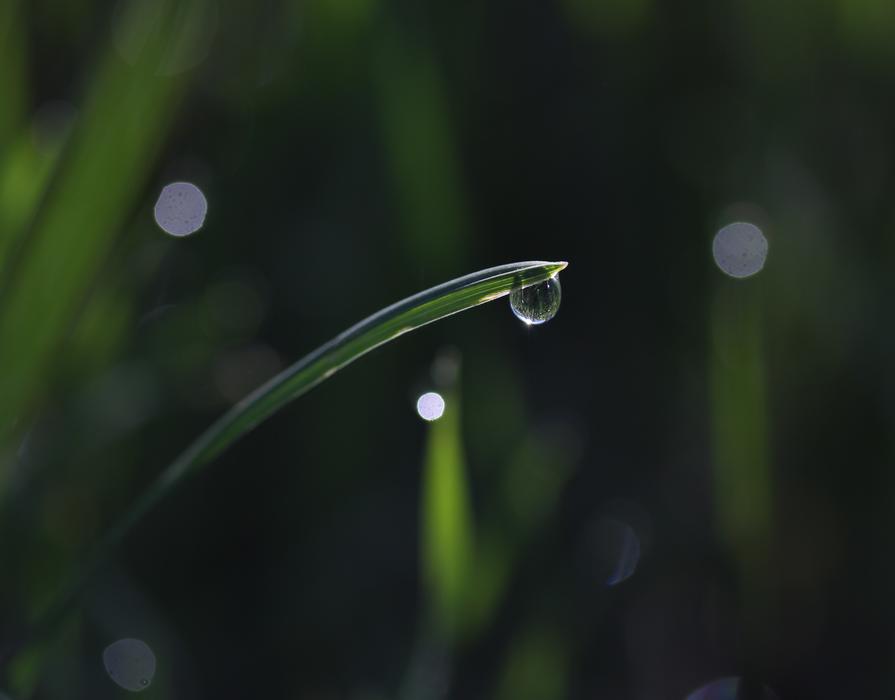 dew drops on the green grass
