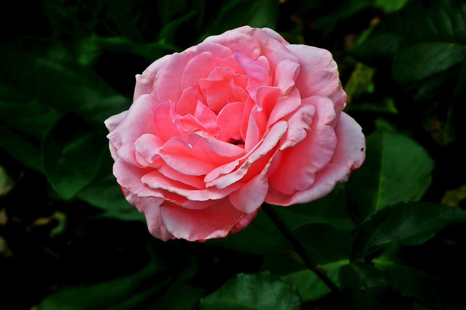 Flower Rose Pink