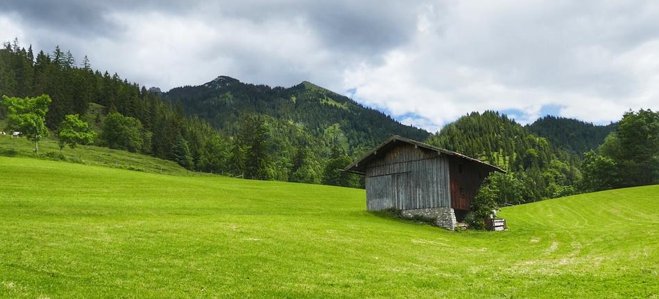 Nature Grass Panorama