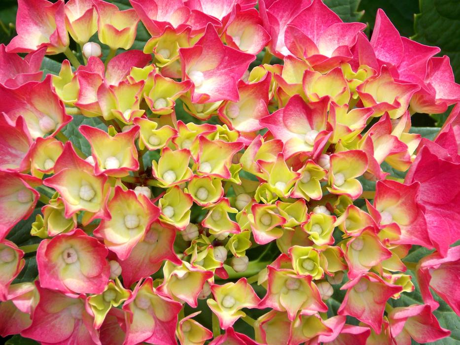 Hydrangea Hortensia Pink