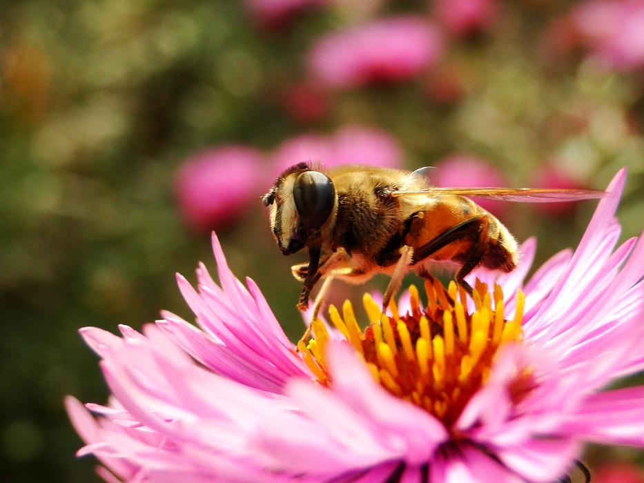 Nature Apiformes Insect