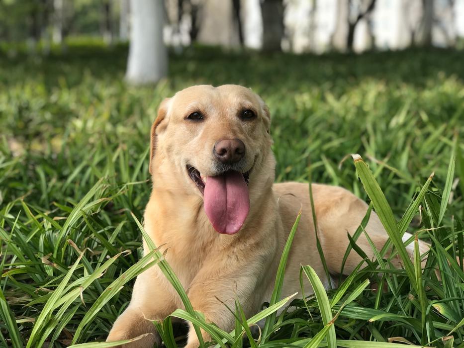 Lawn Nature Dog