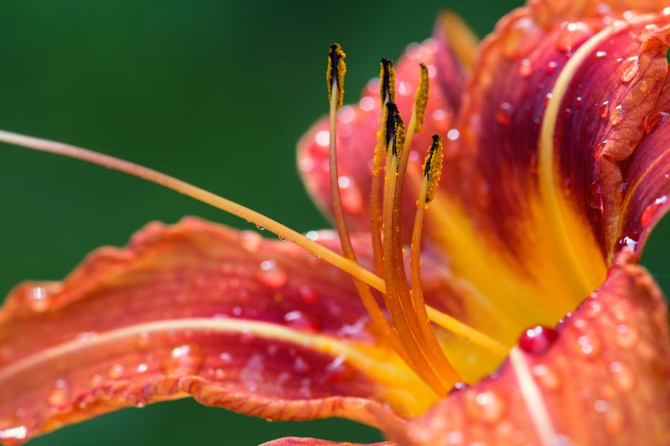 Lily Blossom Bloom