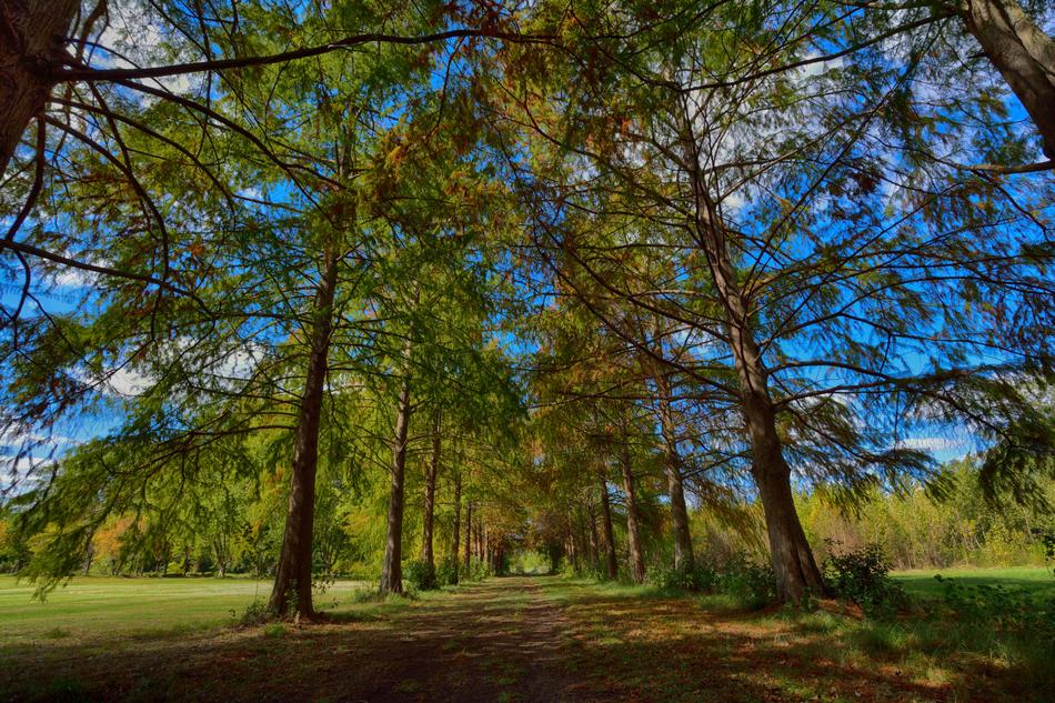 Nature Tree Wood