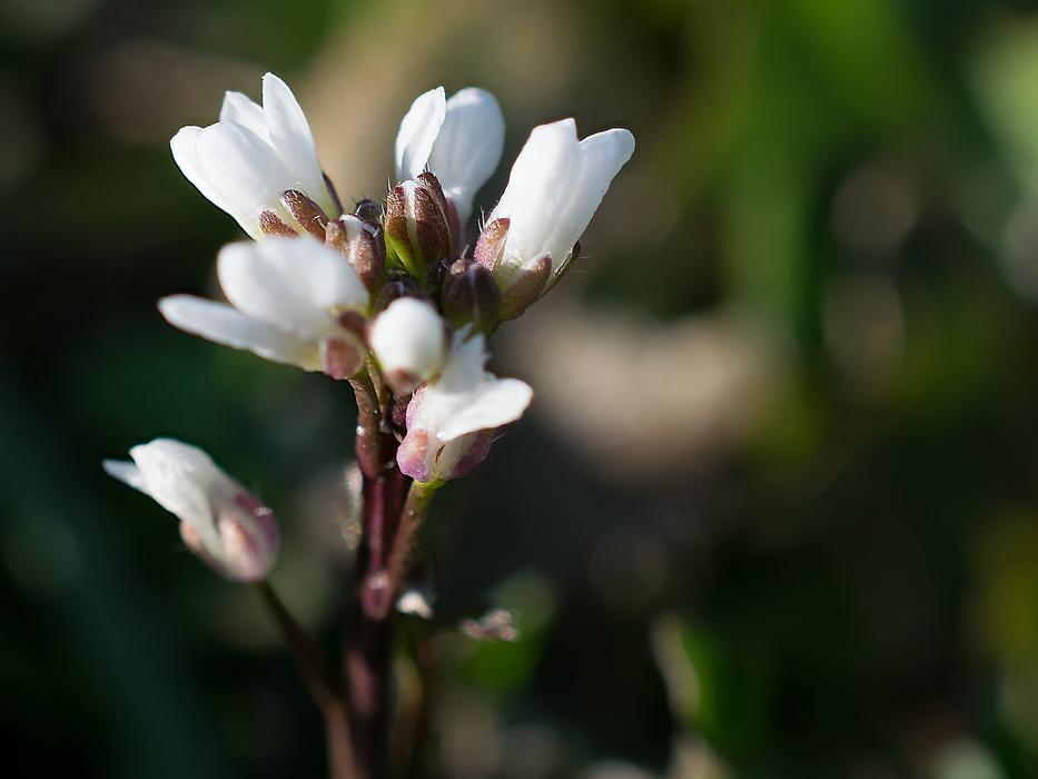 Flower Plant Nature
