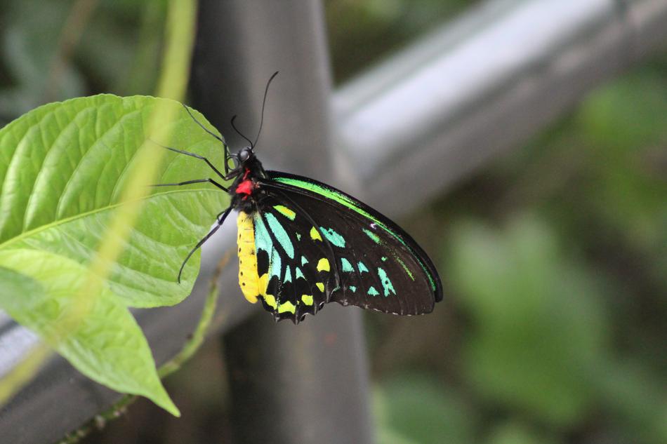 Nature Insect Butterfly