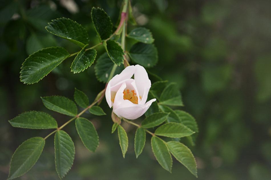 Apple Blossom Tree Fruit