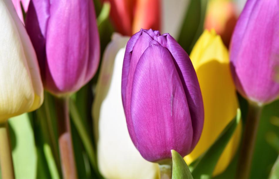 Tulip Blossom Bloom