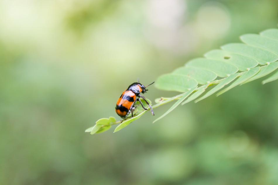 Bug Green Orange