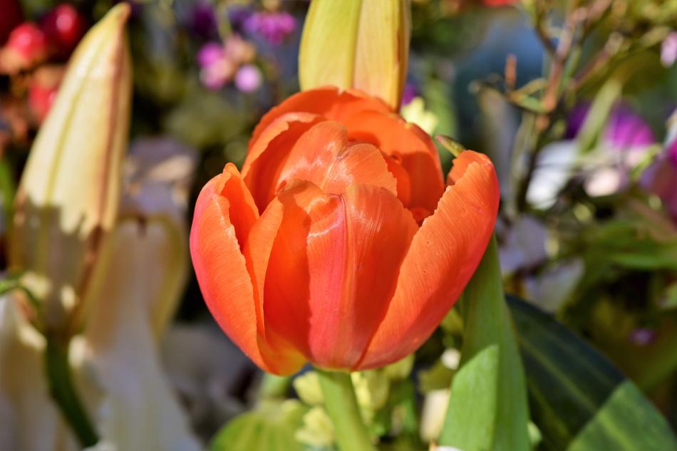 Tulip Blossom Bloom