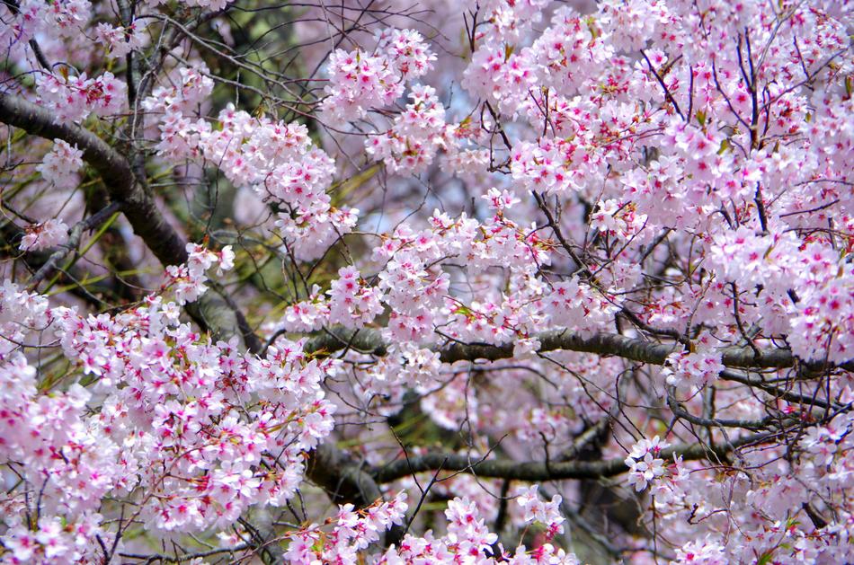 Cherry Flowers Wood