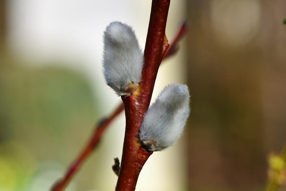 Palm Kitten Willow Catkin Grazing