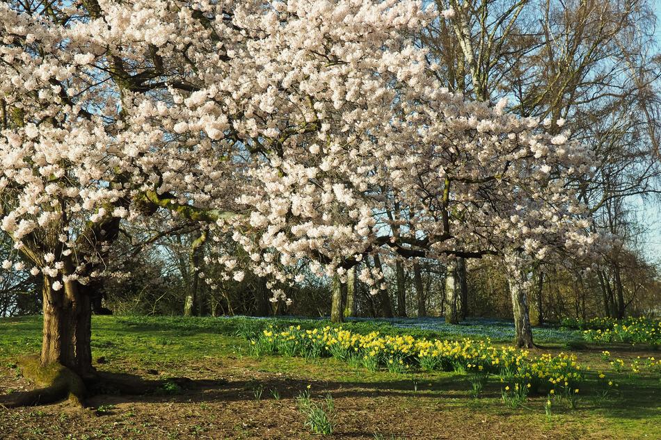 Tree Season Nature Cherry