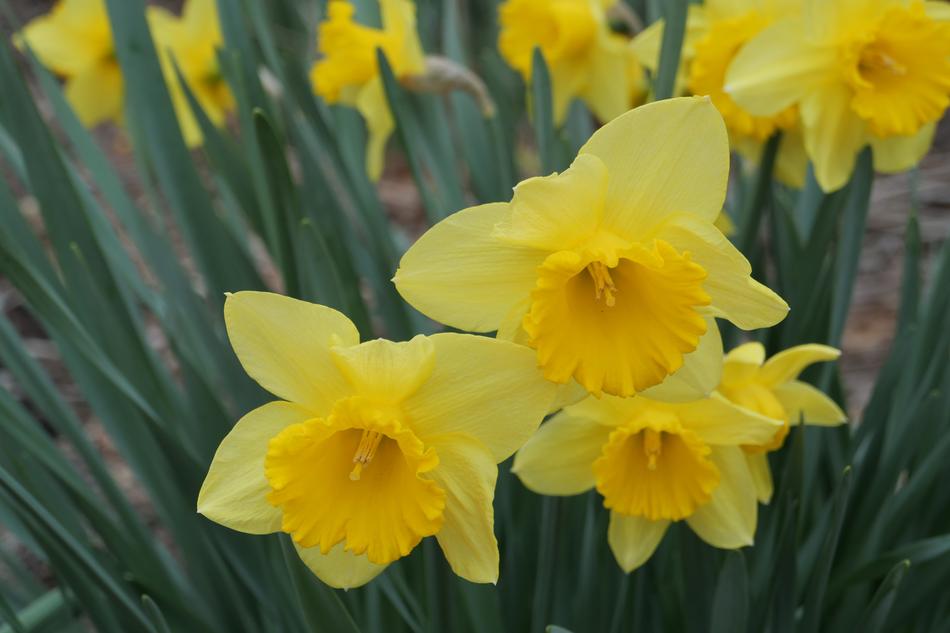 Daffodil Narcissus Flora