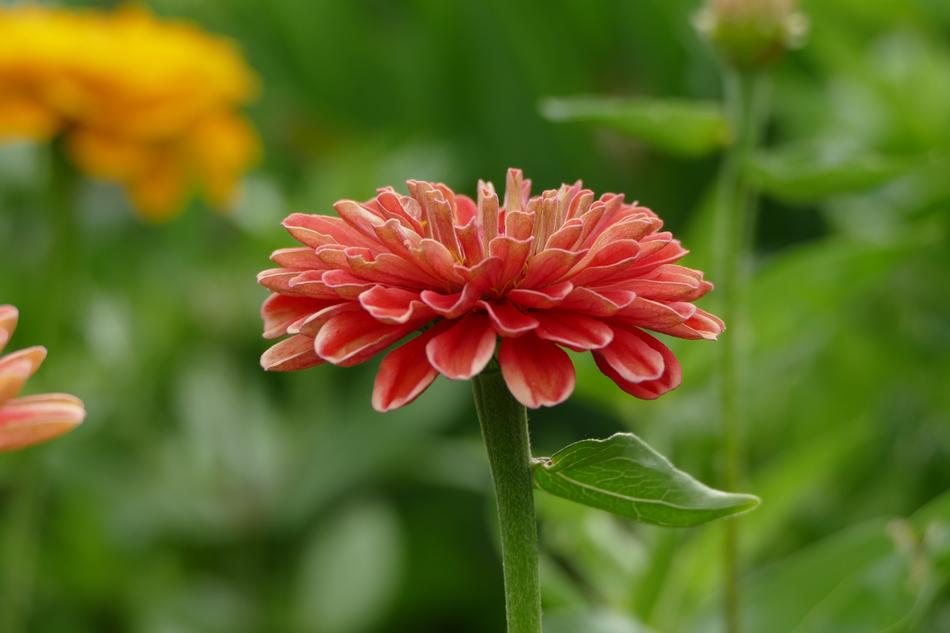 Zinnia Flower Pink