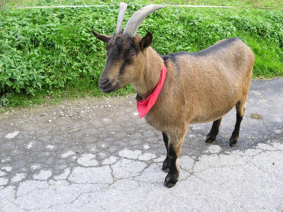 Grass Nature Farm