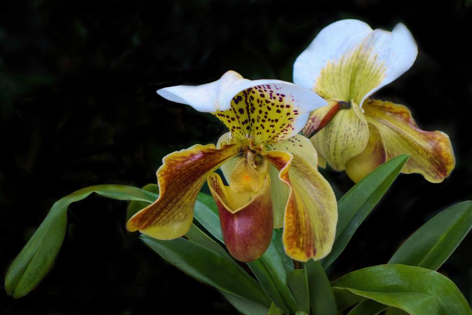 Orchid Flower Exotic