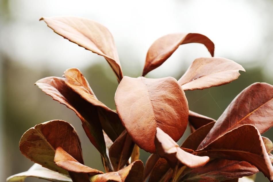 Nature Leaf Plant