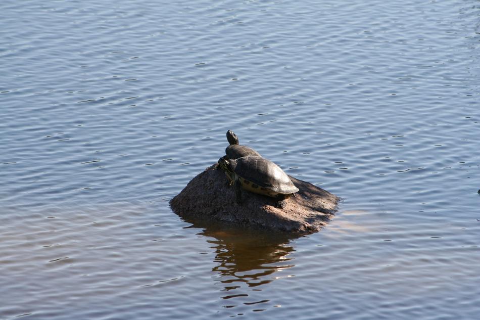 Water Nature Lake