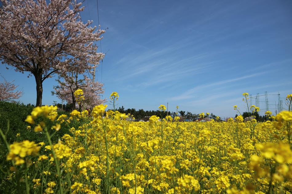 Flowers S Nature