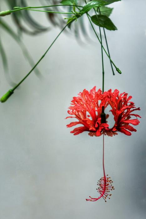 Japanese Lanterns Spider Hibiscus