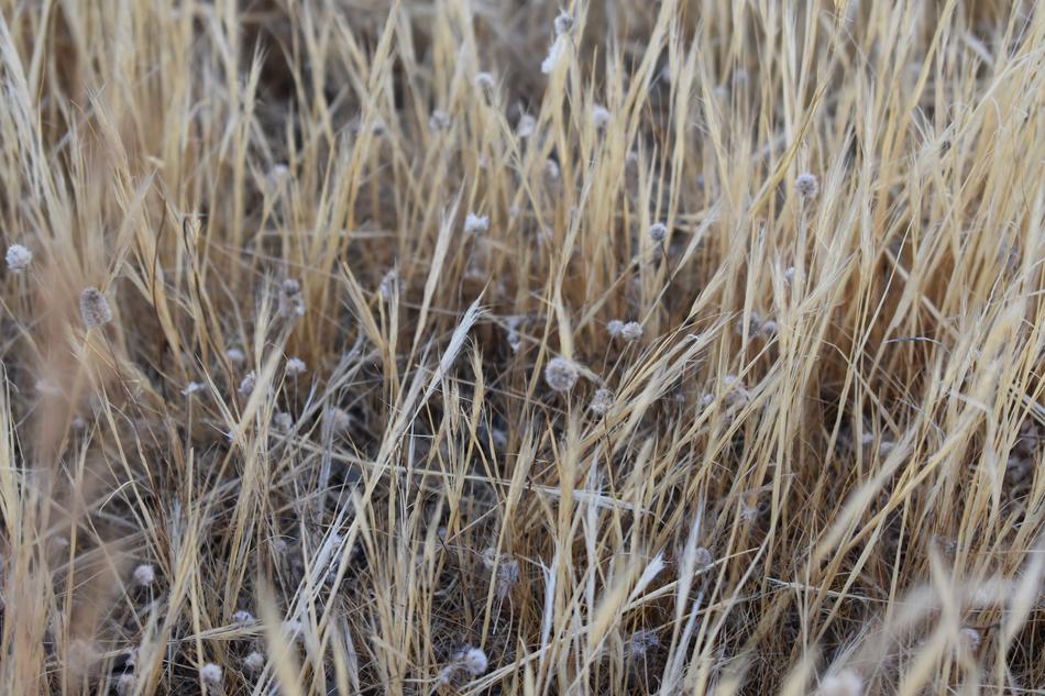 Field Wheat Summer