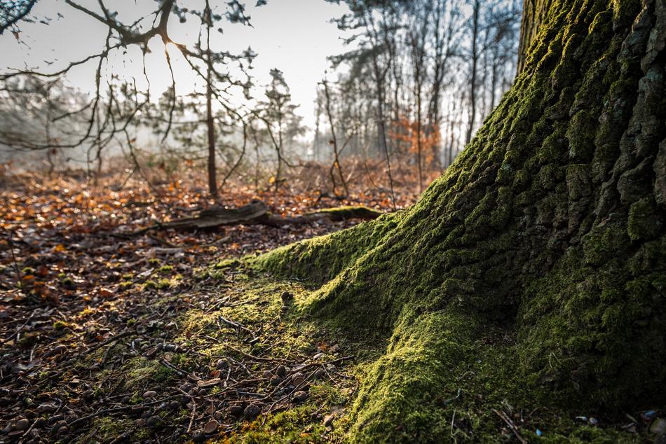 Nature Tree Wood