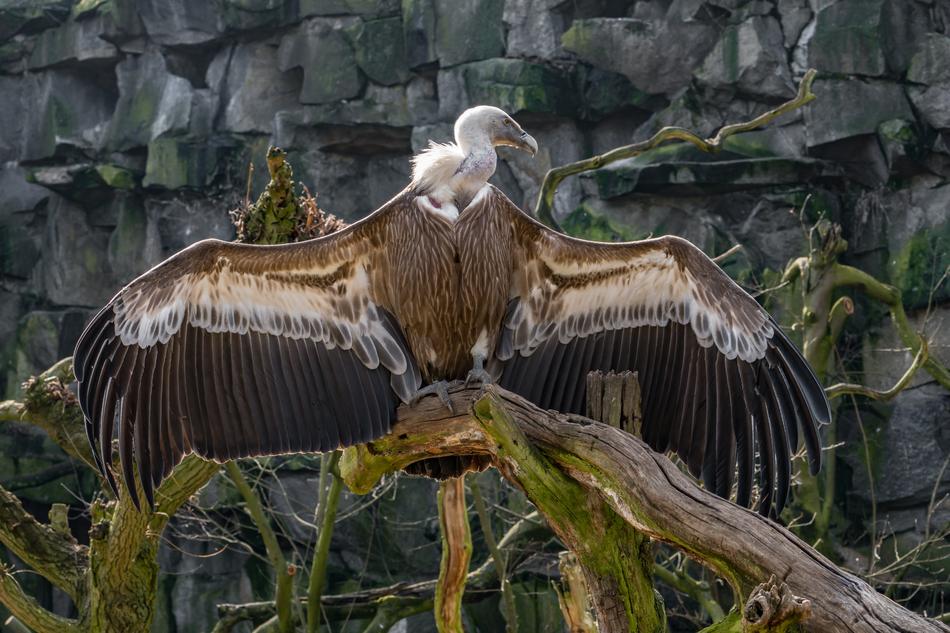 Nature Bird Animal World