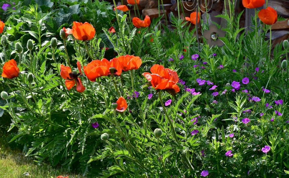 Poppy Flowers Nature