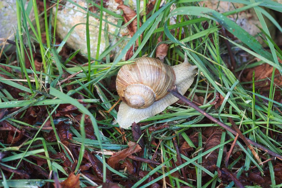 Nature Food Lawn
