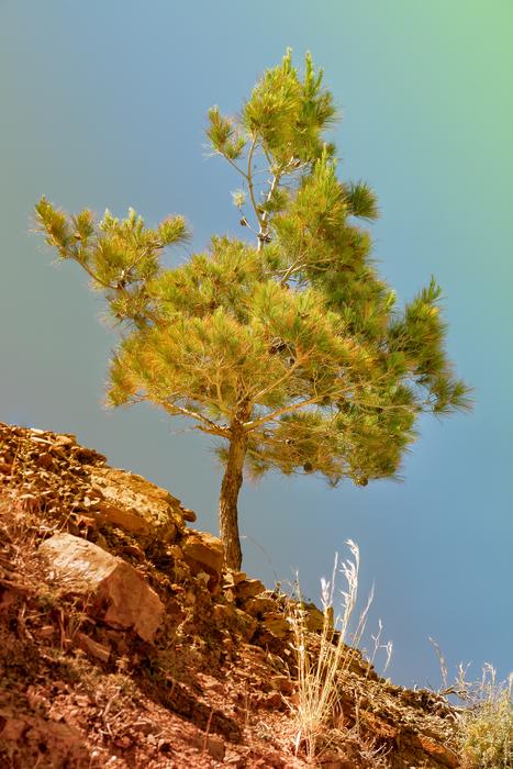 Pine Steinig Stones