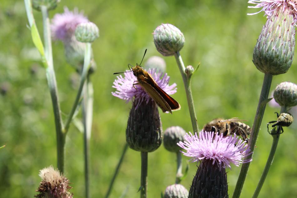 a butterfly on a flower a lot