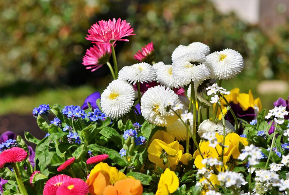 Daisies Harbinger Of Spring