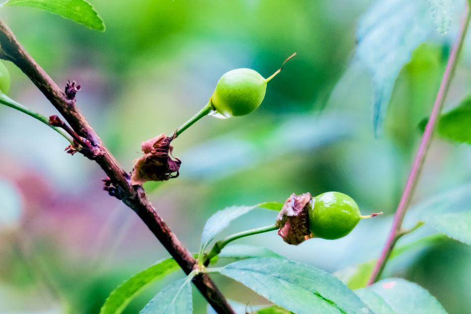 Leaf Nature Plant
