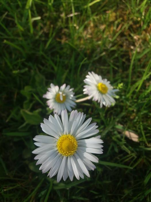 Nature Flora Flower