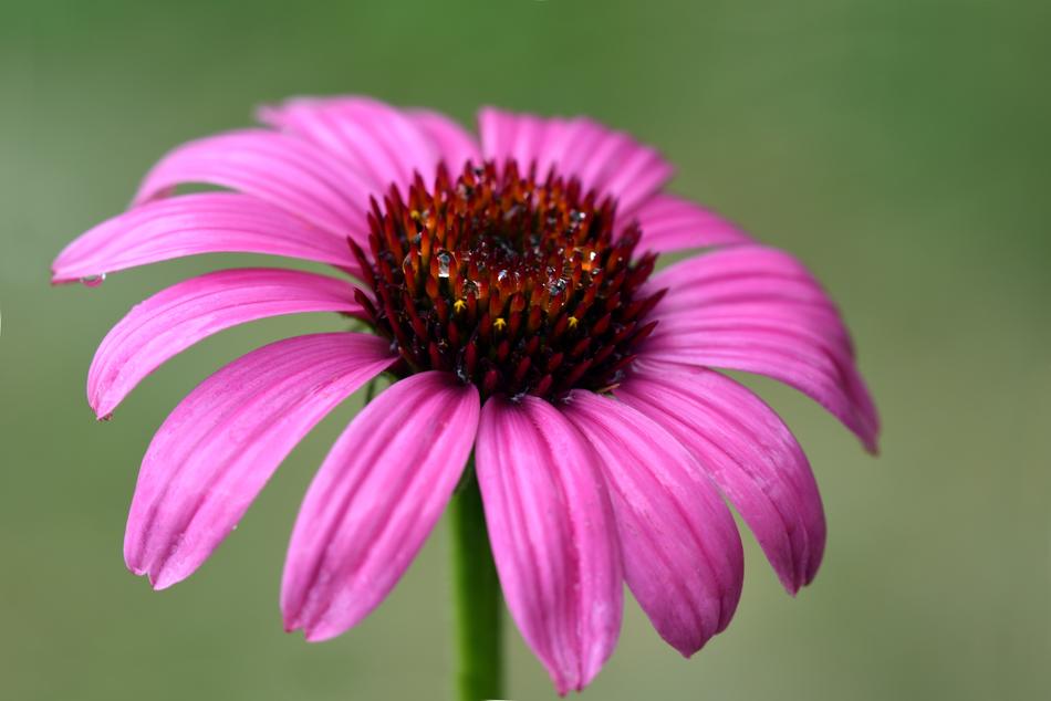 Coneflower Flower Blossom