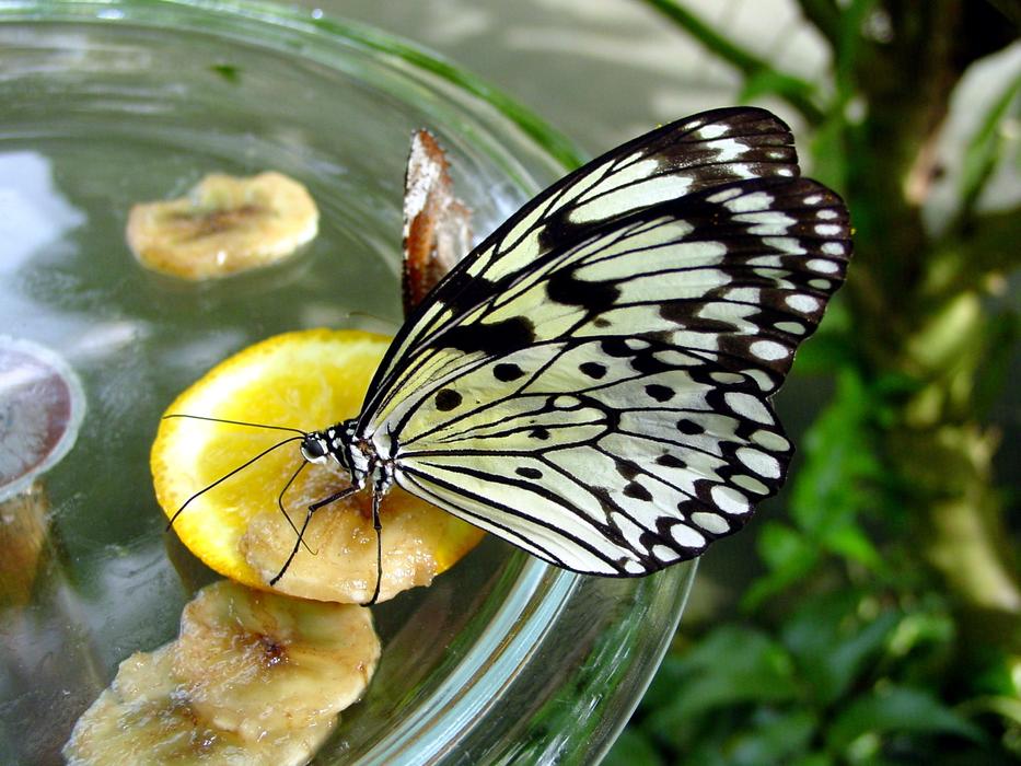 Butterfly Nature Insect