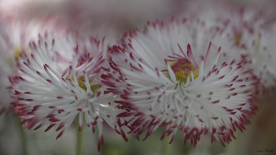 Flower Plant Nature