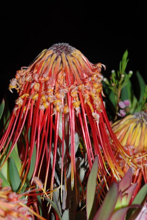 Flora Nature Flower