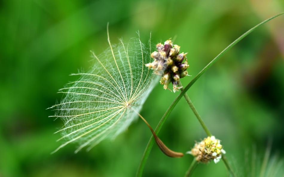 The fluffy flower is beautiful