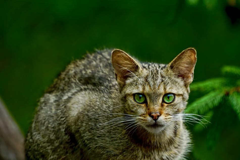 Nature Animal Mammal