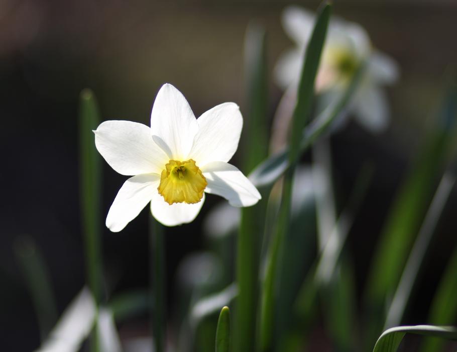 Daffodil Flower White
