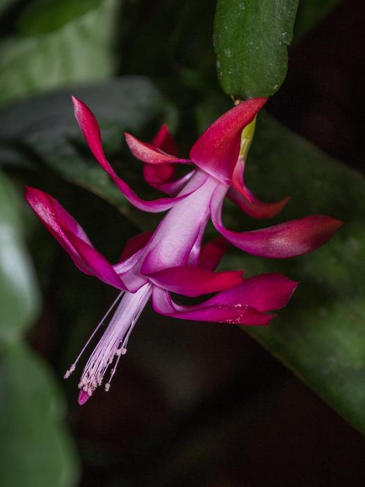 Flower Flora Plant