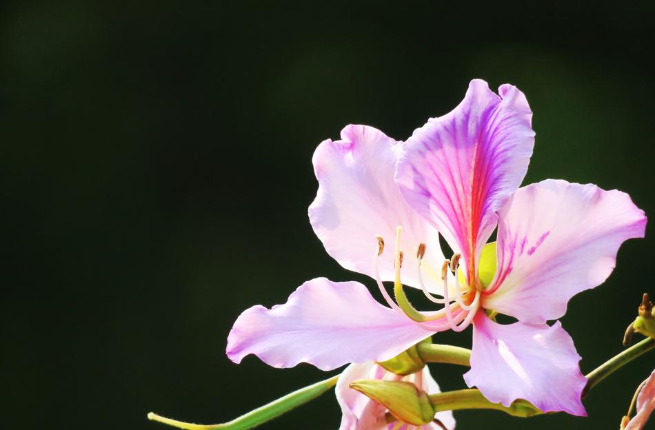 Nature Flower Plant