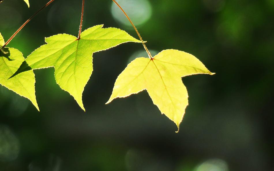 Leaf Plant Nature