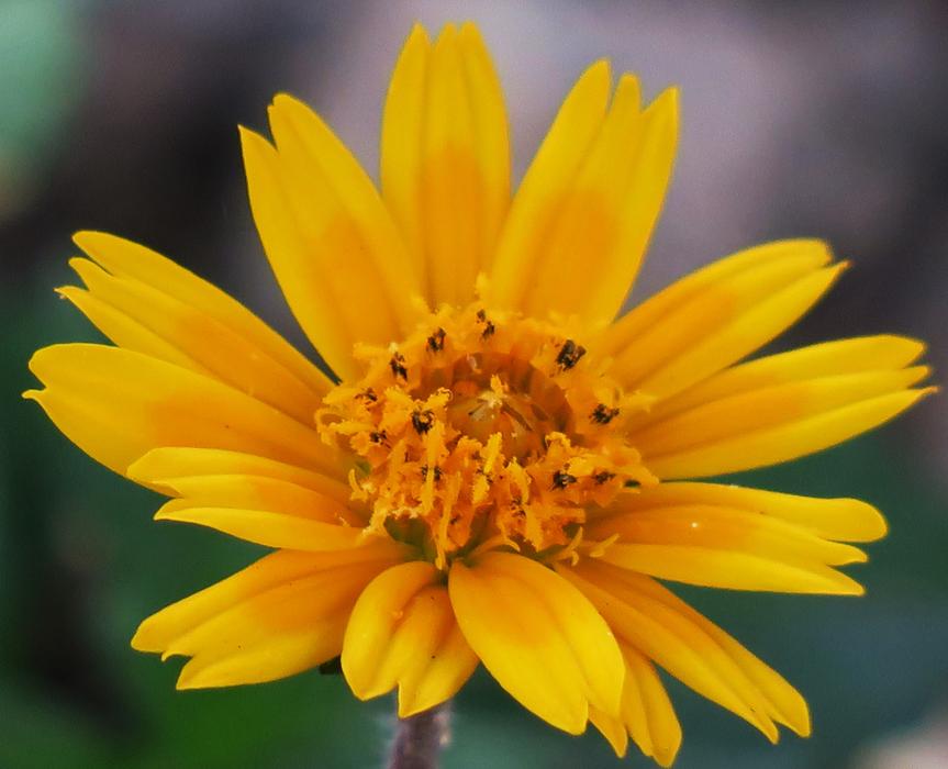 Wedelia Nature Flower