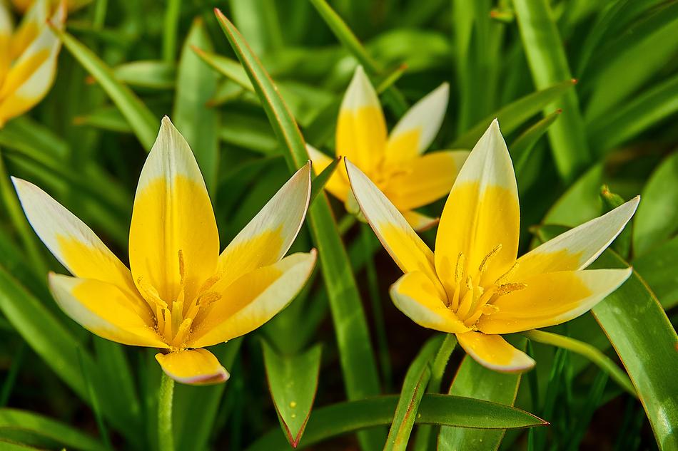Tarda Tulip Tulipa
