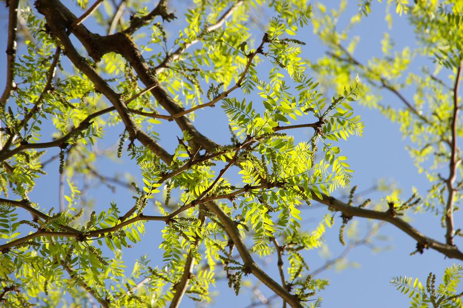 Tree Leaf Nature